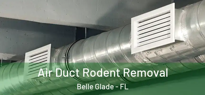 Air Duct Rodent Removal Belle Glade - FL