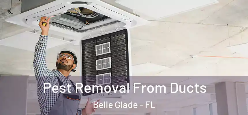 Pest Removal From Ducts Belle Glade - FL