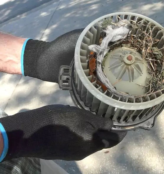 About Air Duct Rat Removal in Belle Glade, FL